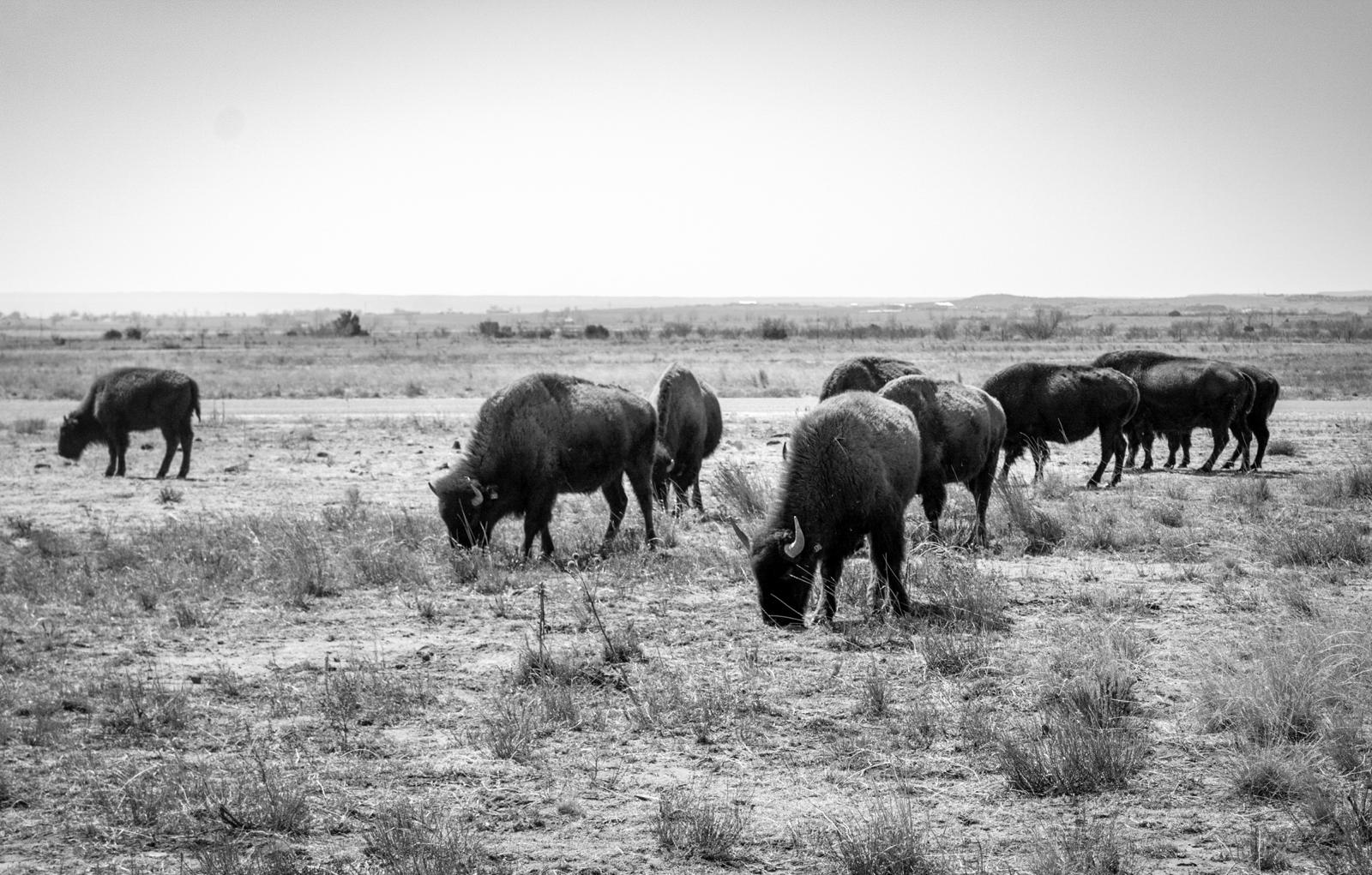 Bison on the plains