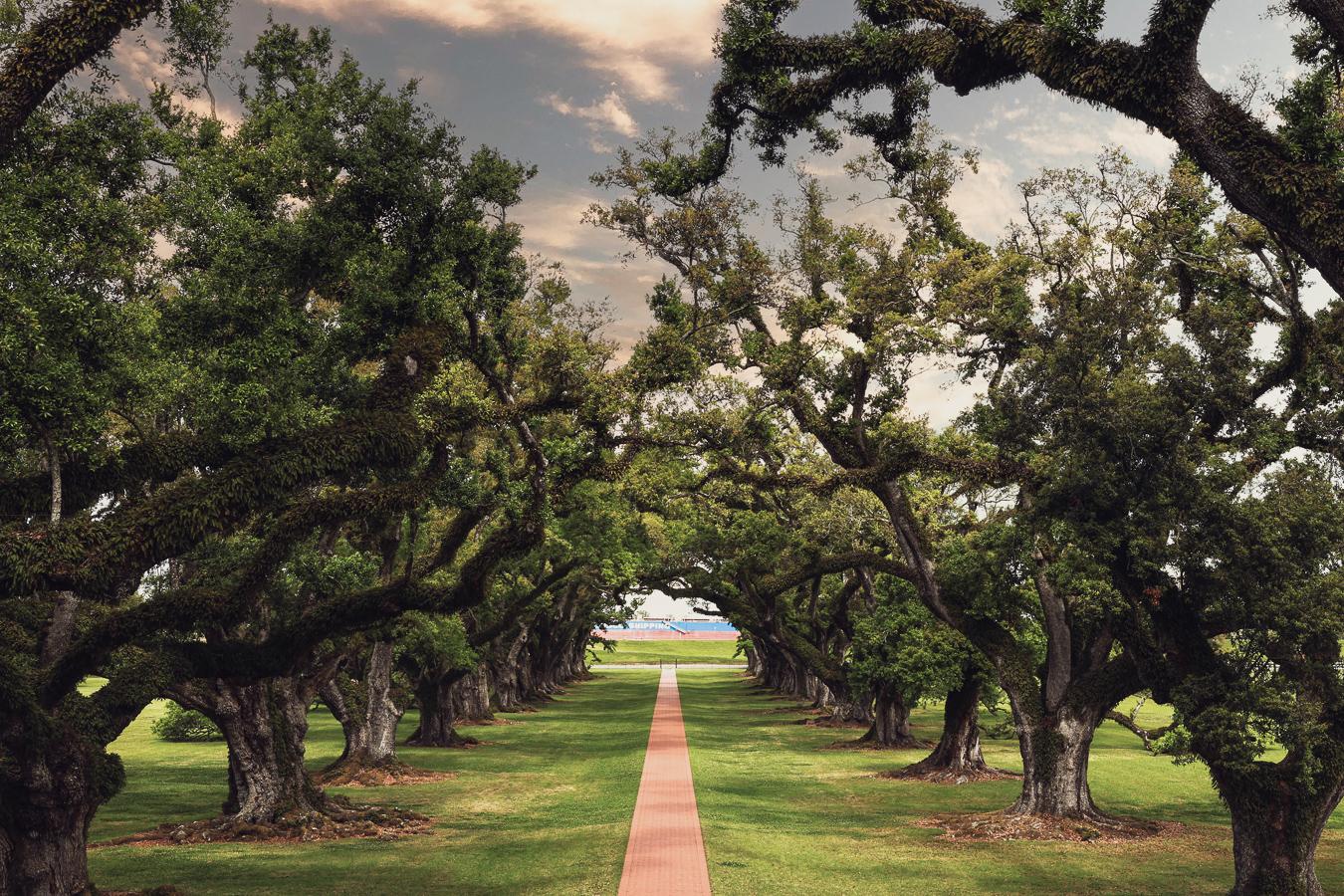 Oak alley in color