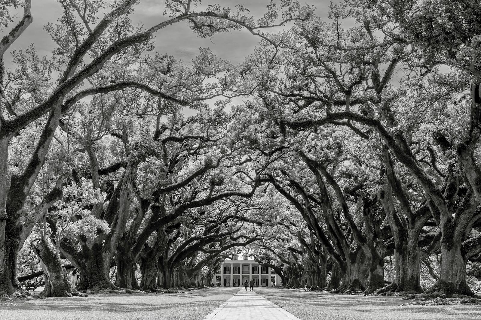 Oak alley