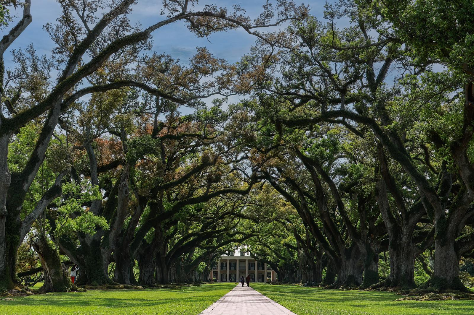 Oak canopy in color